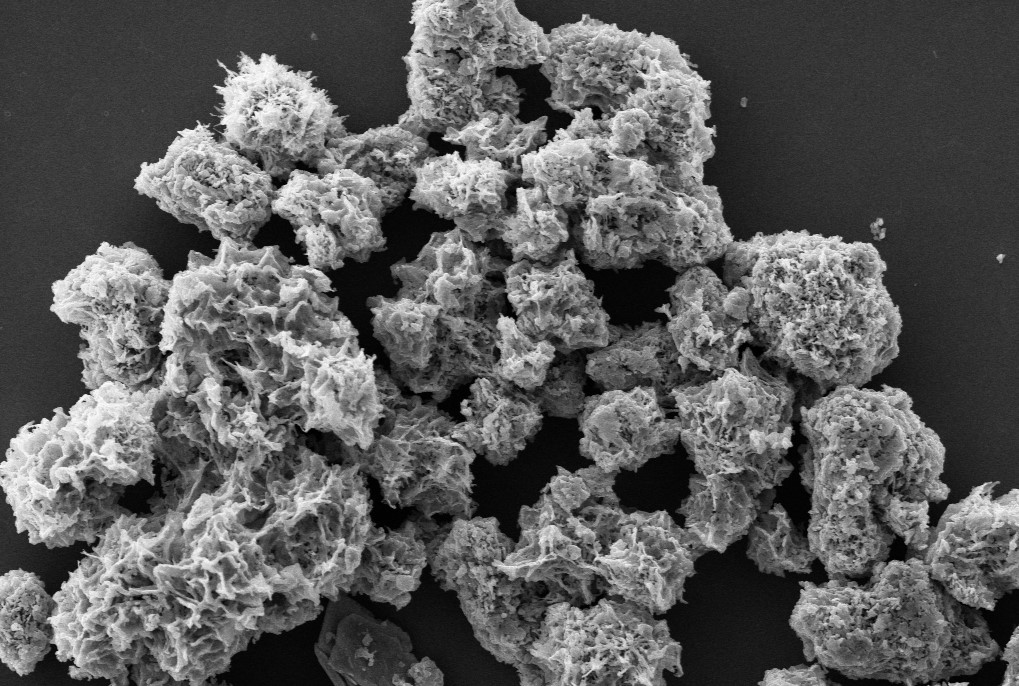 圖1 掃描電子顯微鏡下的珊瑚狀V2O5